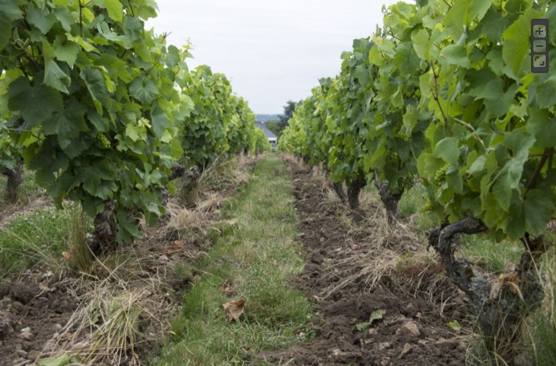 Moins d'exploitations viticoles